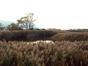 Ancona Portonovo Pond